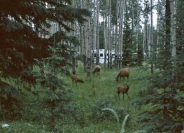 008 - 1999 - bei Jaspers  - Canada